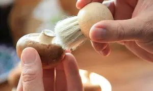 Manos limpian un champiñón con un cepillo, preparándolo para unos deliciosos champiñones al ajillo.