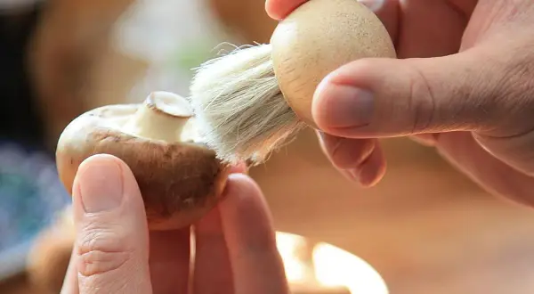 Manos limpian un champiñón con un cepillo, preparándolo para unos deliciosos champiñones al ajillo.
