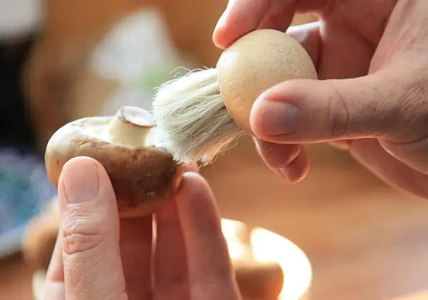 Manos limpian un champiñón con un cepillo, preparándolo para unos deliciosos champiñones al ajillo.